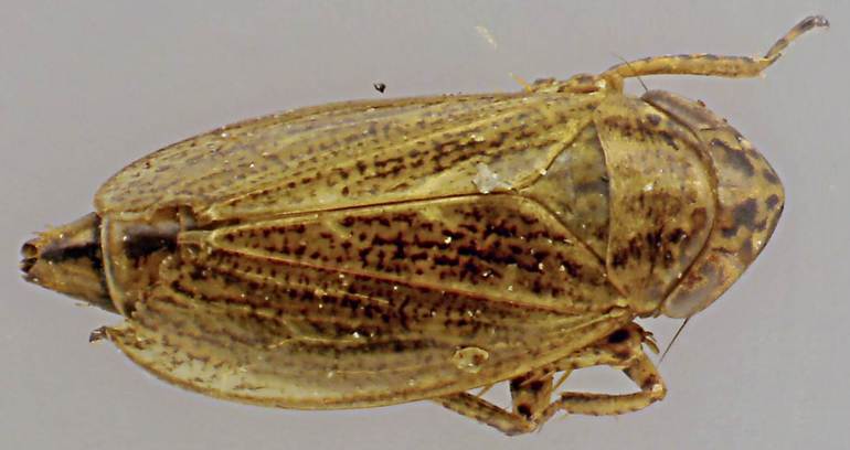 Euscelis lineolatus.jpg